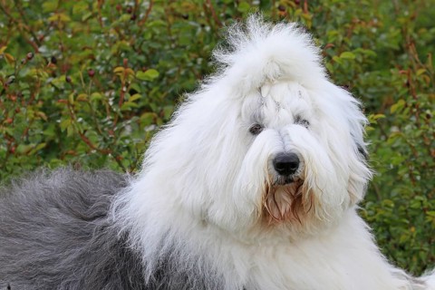 Bobtail, Old English Sheepdog