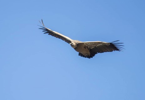 Griffon vulture (Gyps fulvus), Monfraguee National Park, Extremadura, Castilla La Mancha, Spain,