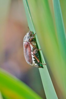 May beetle (Melolontha melolontha), May, Saxony, Germany, Europe
