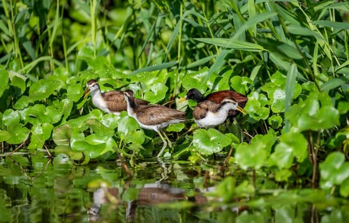 Northern jacana (Jacana spinosa), female and male among aquatic plants in the water, Tortuguero