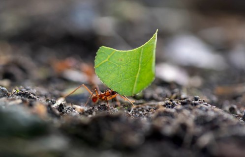 Leaf-cutter ant (Atta cephalotes) carrying a piece of leaf, rainforest, Tortuguero National Park,