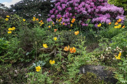 Welsh poppy (Meconopsis cambrica) in front of rhododendron, Emsland, Lower Saxony, Germany, Europe