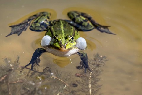 Green frog (Rana esculenta) with acoustic bladder, Emsland, Lower Saxony, Germany, Europe
