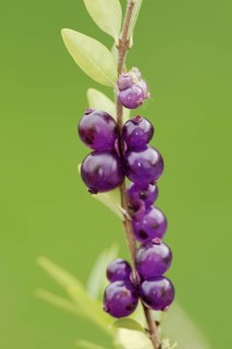 Hedge myrtle 'Maigruen' (Lonicera nitida), twig with fruit, ornamental plant, North