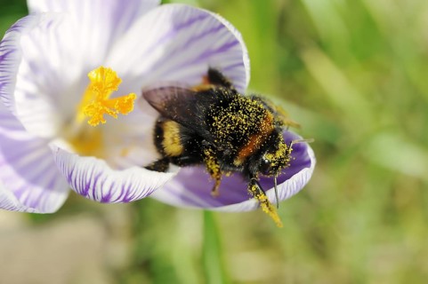 Large earth bumblebee (Bombus terrestris) on crocus (Crocus spec.), North Rhine-Westphalia,
