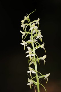 Lesser butterfly-orchid (Platanthera bifolia), North Rhine-Westphalia, Germany, Europe
