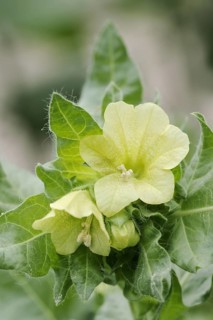 White henbane (Hyoscyamus albus), flowers, ornamental plant, North Rhine-Westphalia, Germany,