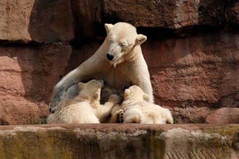 Polar bear mother suckling her two young polar bears, Ursus maritimus, Nuremberg Zoo, Am Tiergarten