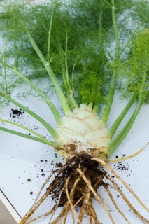 Fennel plant with roots with soil freshly pulled from an organic garden on a white table