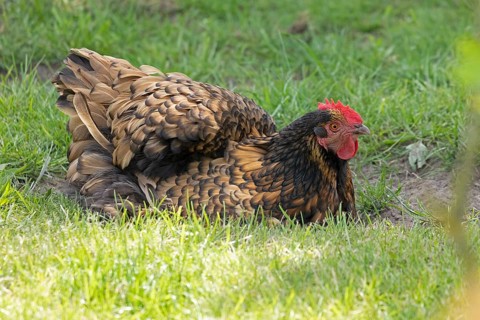 Pedigree chicken, Orpington hen, Wittorf, Samtgemeinde Bardowick, Lower Saxony, Germany, Europe