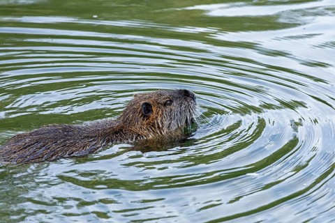 Nutria (Myocastor coypus) swimming, pond, Boizenburg, Mecklenburg-Vorpommern, Germany, Europe
