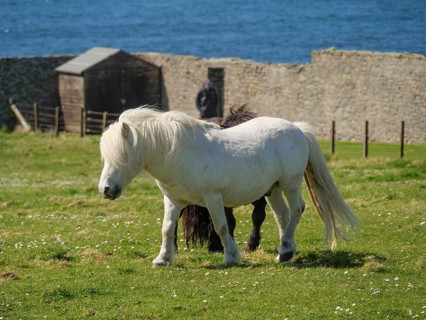 A white pony and a black pony on a pasture in front of a low stone wall and the blue sea, black and