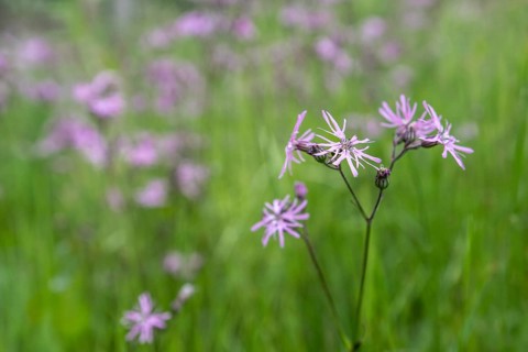 Cuckoo flower (Lychnis flos-cuculi), Emsland, Lower Saxony, Germany, Europe
