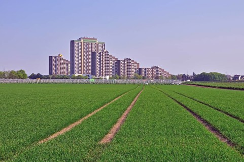 Vegetable growing, behind it the high-rise apartment blocks KoelnBerg, a socially deprived