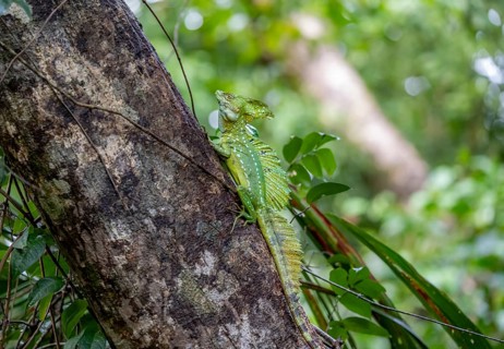 Plumed basilisk (Basiliscus plumifrons), adult male sitting on a tree trunk, Tortuguero National