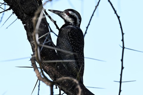 Bearded Woodpecker (Dendropicos namaquus), adult female, Serengeti National Park, Tanzania, Africa