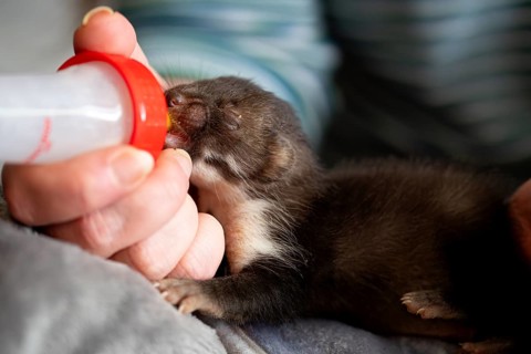 Beech marten (Martes foina), practical animal welfare, young animal receives milk with a bottle in