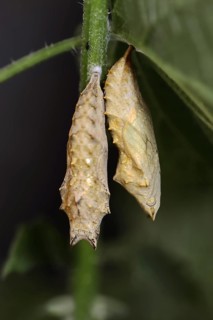 Small tortoiseshell (Nymphalis urticae, Aglais urticae), pupae, North Rhine-Westphalia, Germany,