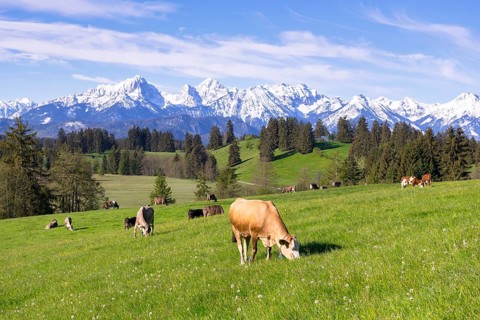 Dairy cows on a pasture, snow-covered mountains, hiking area, forest, trees, Allgaeu Alps, near