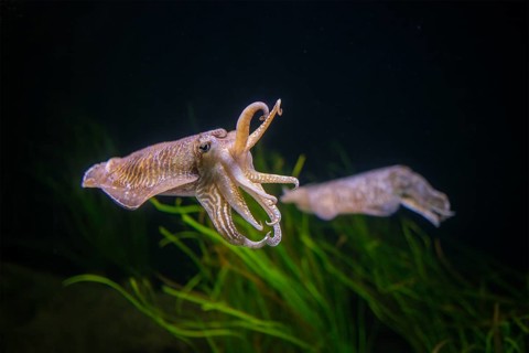 The Common (European) Cuttlefish (Sepia officinalis) underwater in sea, cephalopod, related to