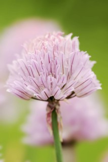Chive (Allium schoenoprasum), flower, North Rhine-Westphalia, Germany, Europe