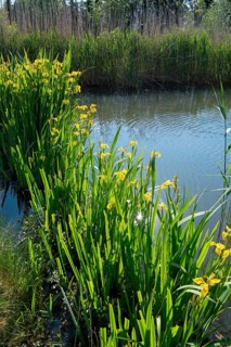 Yellow iris (Iris pseudacorus), by the pond in the nature garden, practical nature conservation,