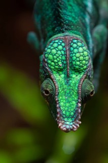 Panther Chameleon, terrarium in the Nuremberg Zoo, Nuremberg, Middle Franconia, Bavaria, Germany,