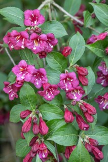 Weigelas (Weigela), flowers, Emsland, Lower Saxony, Germany, Europe