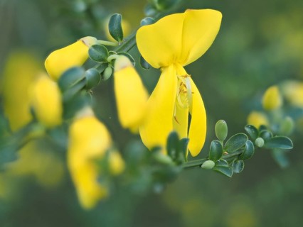 Flower of broom, common broom (Cytisus scoparius), Ratten, Styria, Austria, Europe