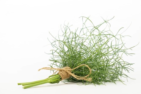 Bunch of fennel tied with hemp string insulated on a white background and copy space