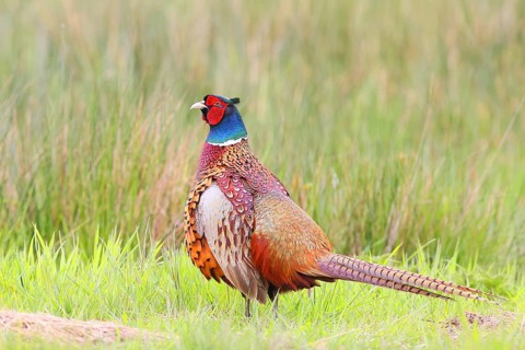 Pheasant, hunting pheasant (Phasianus colchicus), adult male bird in a meadow, wildlife, Lembruch,