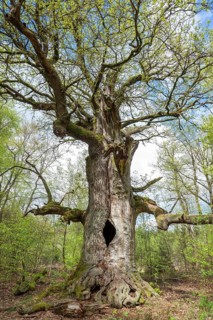 Old hut oak, pedunculate oak (Quercus robur), fireplace oak, Sababurg primeval forest, Hesse,