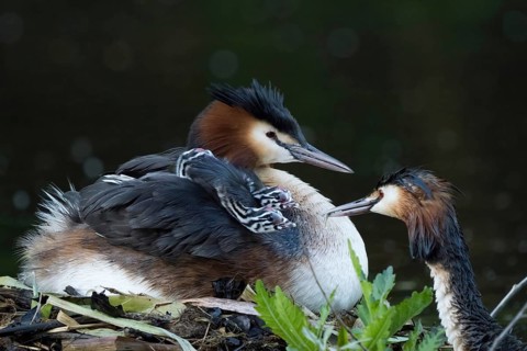 A great crested grebe (Podiceps scalloped ribbonfish) on the nest with three chicks, feeding scene,