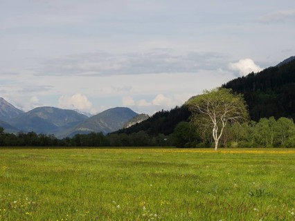 Tree in a meadow, near Irdning, Ennstal, Styria, Austria, Europe
