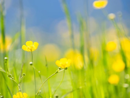 Meadow with tall buttercups (Ranunculus acris), buttercup, common buttercup, near Irdning, Ennstal,