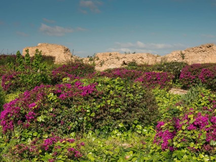 Lush vegetation with purple flowers in front of ancient ruins under a clear, sunny sky, Purple