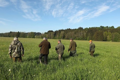 European roe deer (Capreolus capreolus) fawn rescue, the meadow to be mowed is searched for fawns