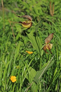 Yellow lady's slipper orchid (Cypripedium calceolus)