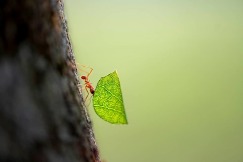 Leaf-cutter ant (Atta cephalotes) carrying a piece of leaf, rainforest, Tortuguero National Park,