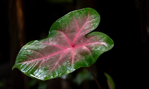 Caladium bicolor leaf, Tortuguero National Park, Costa Rica, Central America