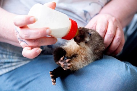 Beech marten (Martes foina), practical animal welfare, young animal receives milk with a bottle in