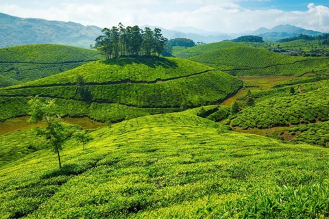 Green rolling hills with tea plantations. Munnar, Kerala, India, Asia