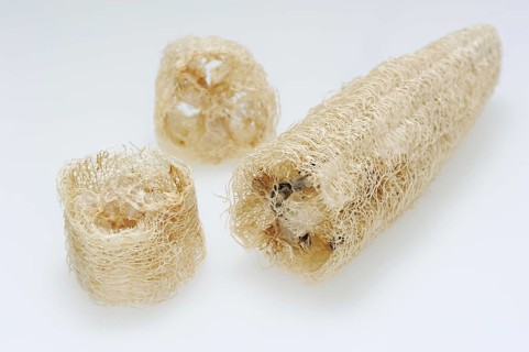 Sponge cucumber (Luffa aegyptiaca, Luffa cylindrica), fibrous interior of the ripe fruit, used as a