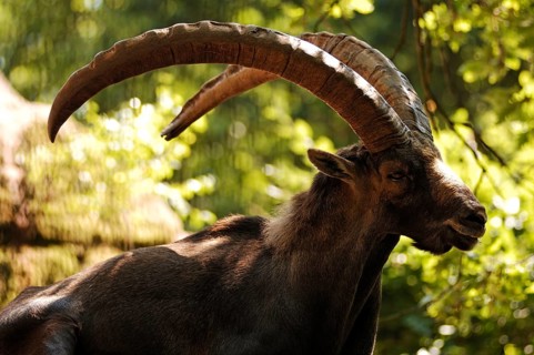 Alpine Ibex in the backlight, Nuremberg Zoo, Am Tiergarten 30, Nuremberg, Middle Franconia,