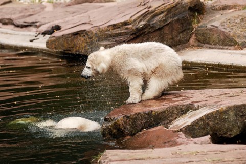 Small polar bear (Ursus maritimus) shaking itself dry, Nuremberg Zoo, Am Tiergarten 30, Nuremberg,