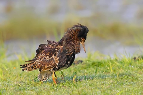 Ruff (Philomachus pugnax), mating behaviour, mating plumage, standing in wet meadow, snipe birds,