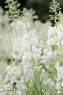 White willowherb or white-flowered willowherb (Epilobium angustifolium var. album), North