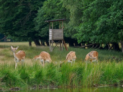 Four roe deer grazing at the edge of a forest near a raised hide, roe deer and stags in a meadow at