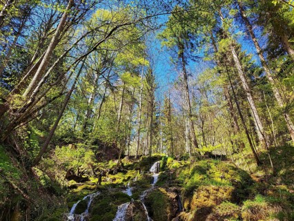 A lively forest scene with a small waterfall flowing over moss-covered rocks. Tall trees with green