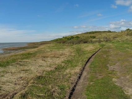 Green coastal landscape by the sea under a blue sky with clouds, nature and beach atmosphere, dune